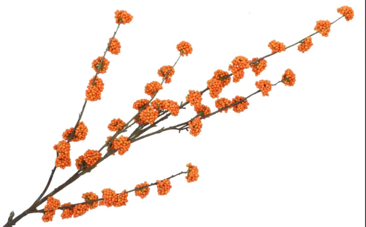 BESSENTAK | CALLICARPA| ORANJE