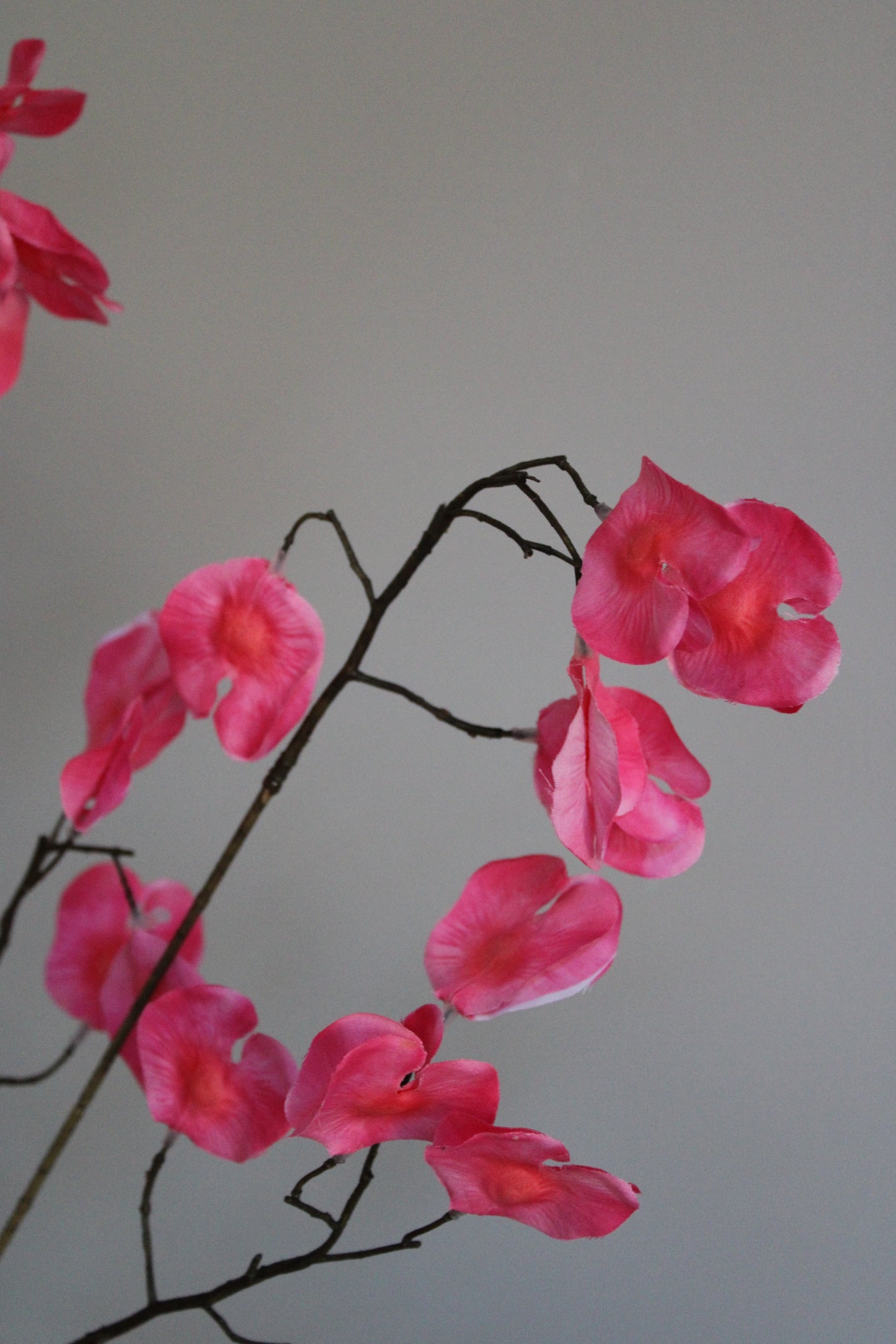 SWEET PEA | FUCHSIA | 138 CM