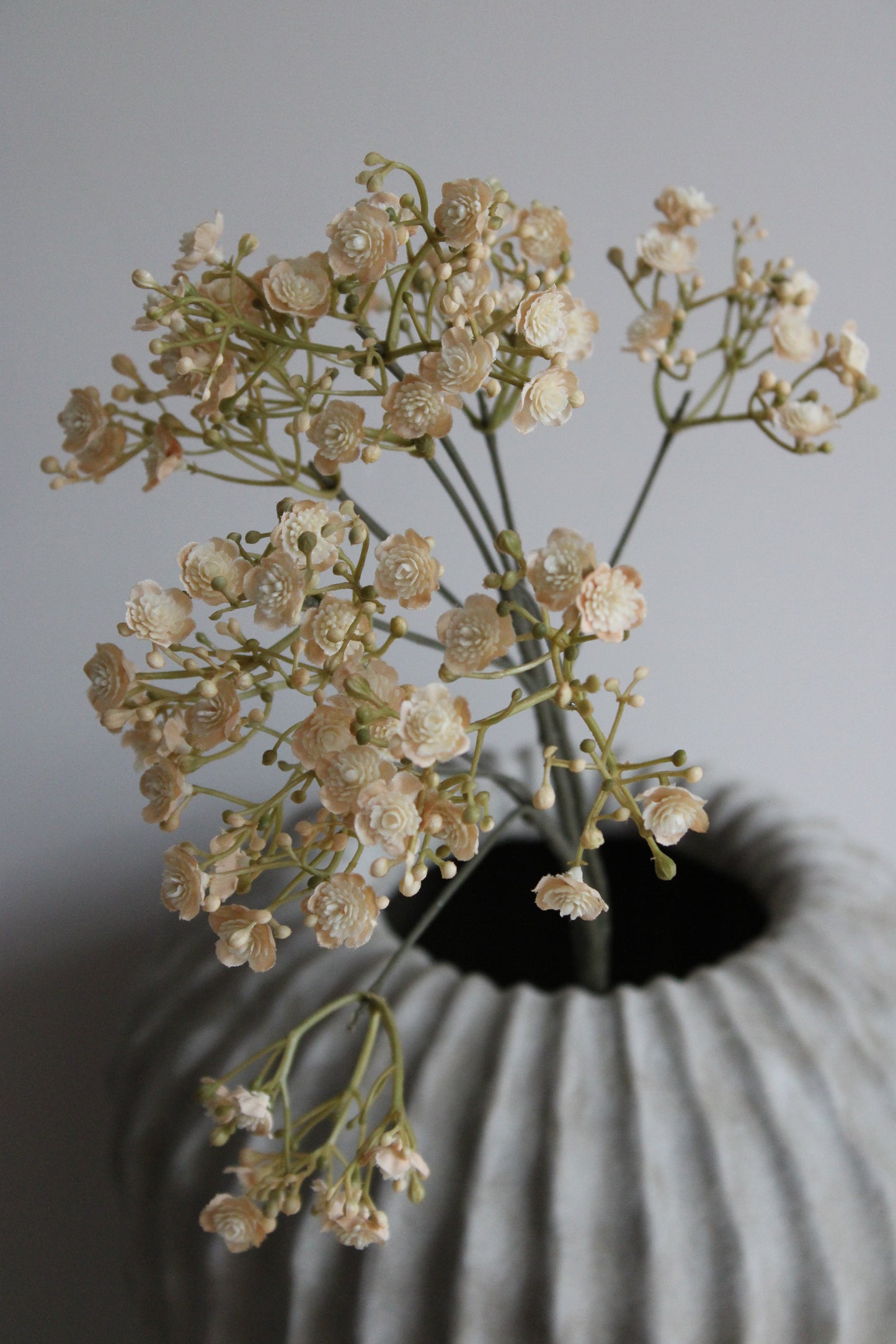 GYPSOPHILIA | BEIGE