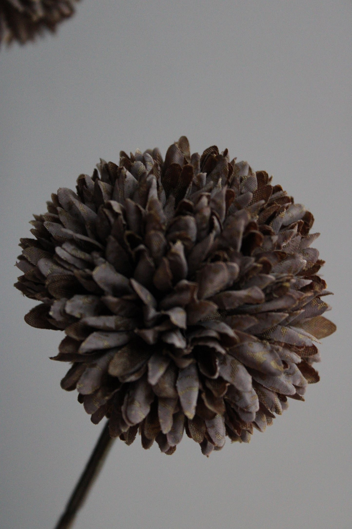 POM POM TAK | COFFEE | 78CM