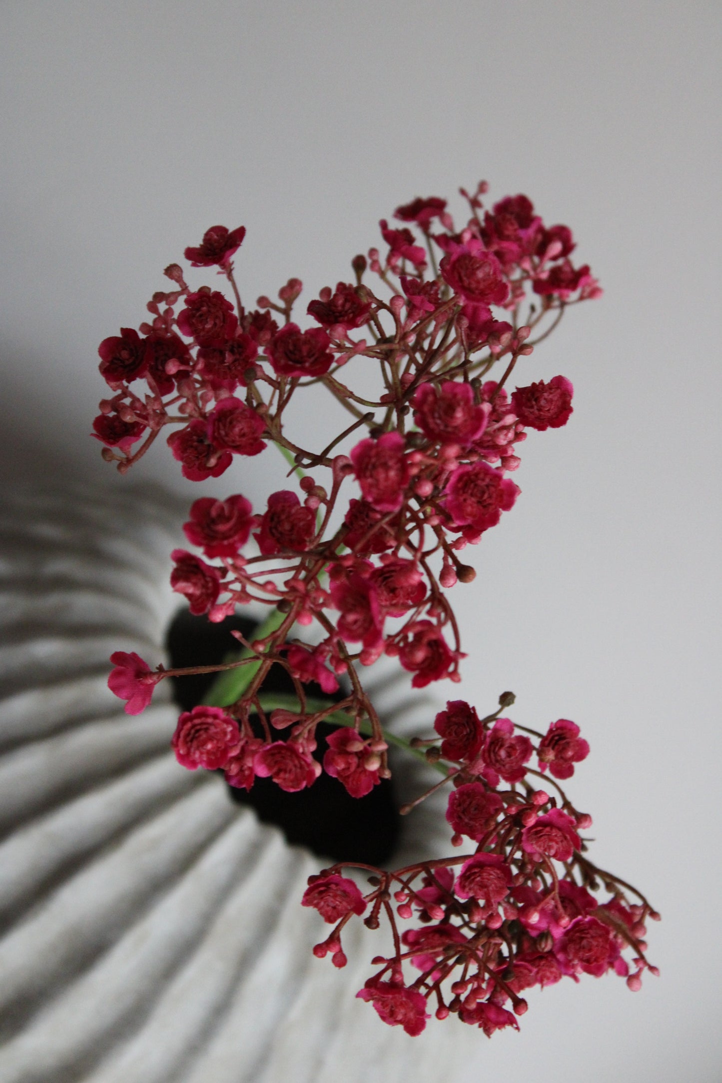 GYPSOHILIA | FUCHSIA