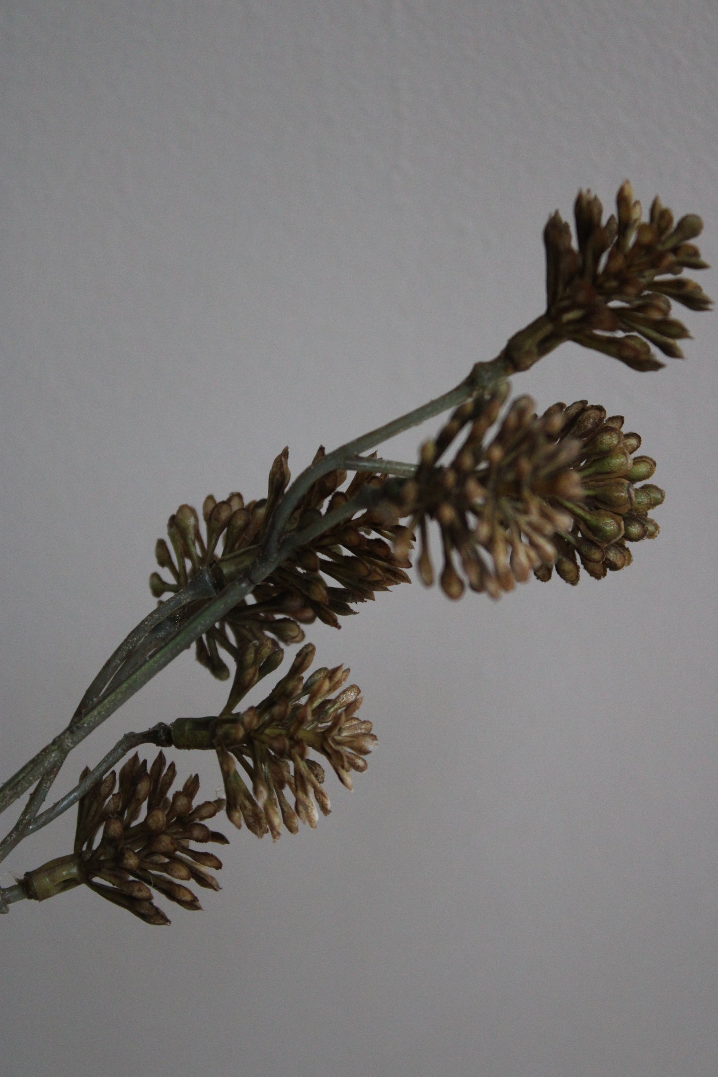 POM POM TAK | BRUIN/GOUD | 95CM