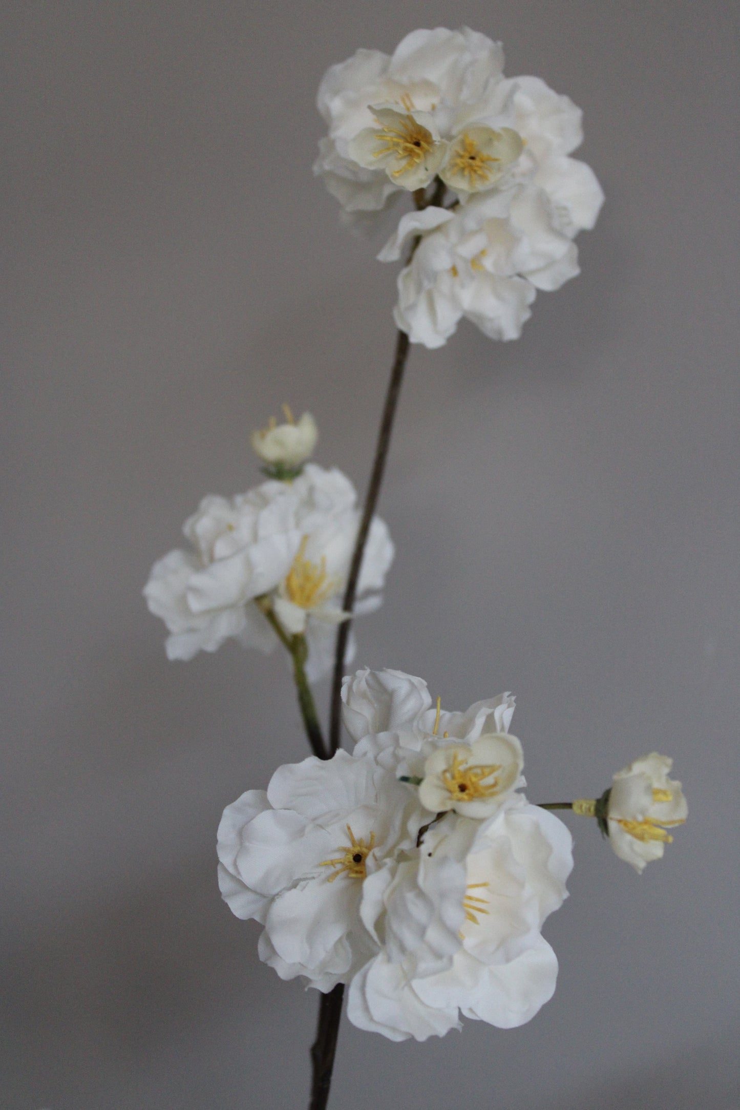 CRÈME BLOESEM | XL| 115CM