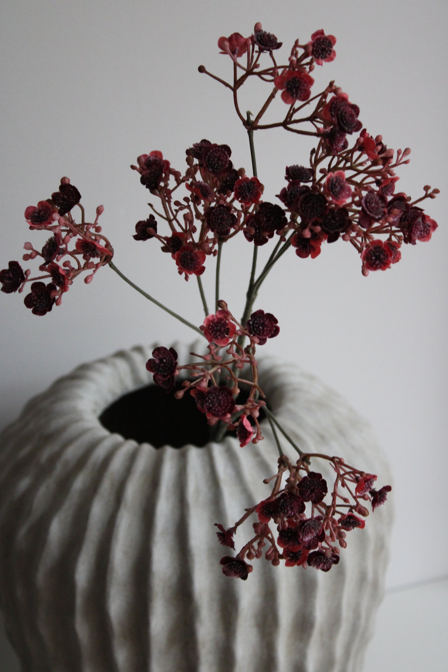 GYPSOPHILA | BURGUNDY