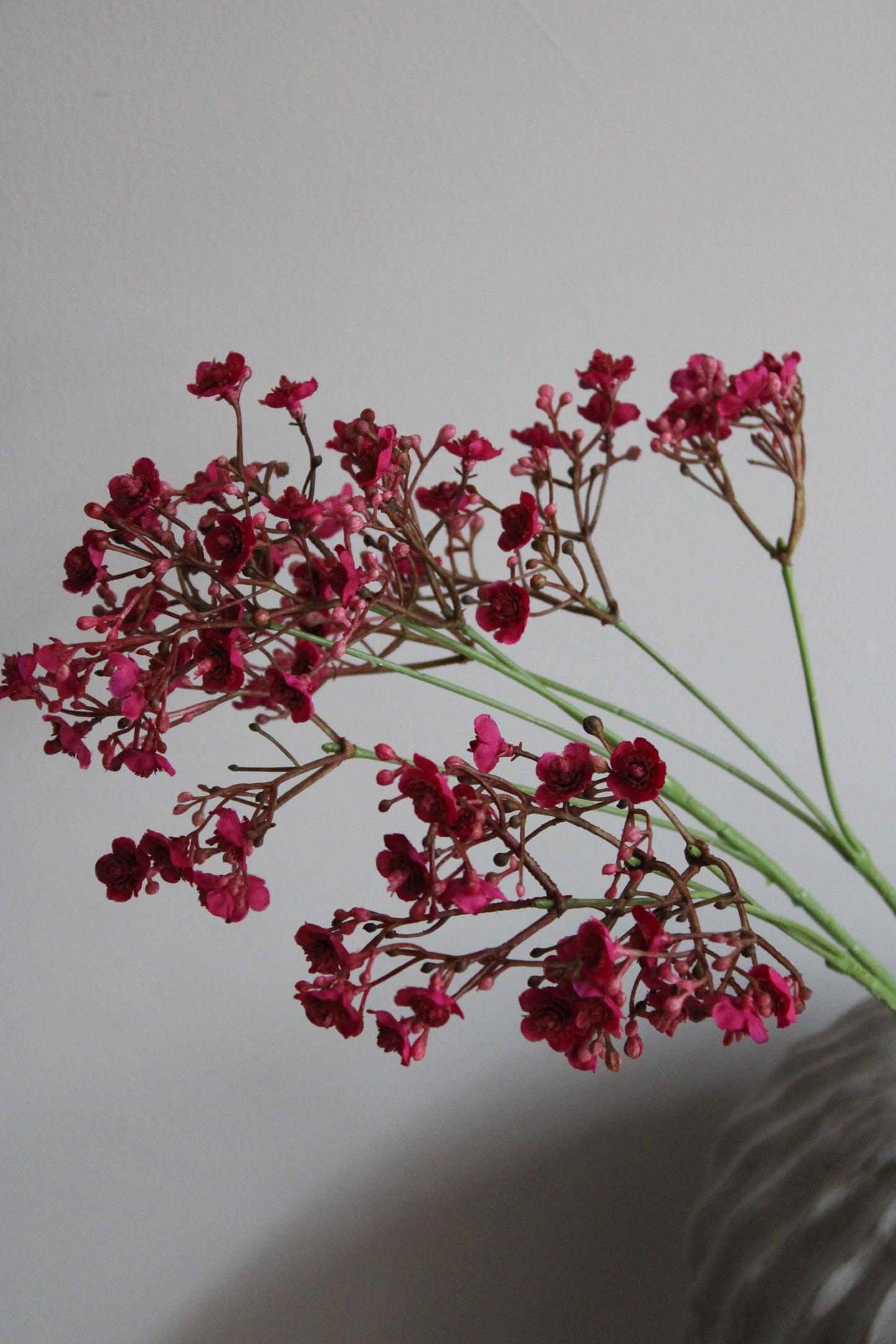 GYPSOHILIA | FUCHSIA