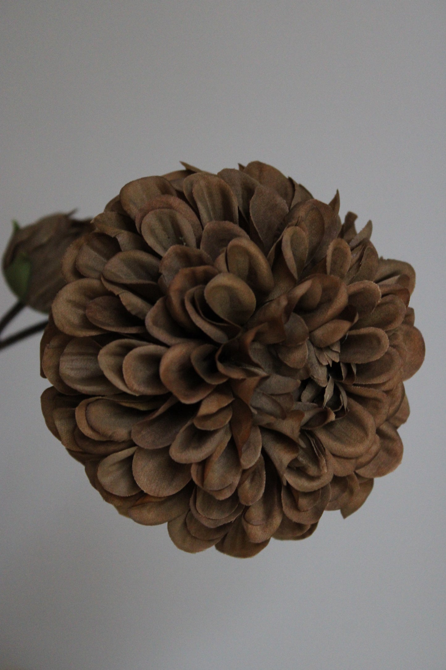 DAHLIA | COFFEE | 115CM